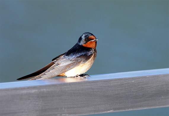 Barn Swallow by Vicky Burke